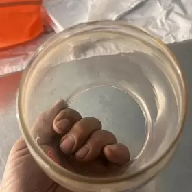 200-201 COLEMAN Lantern Globe Arched Pyrex #3